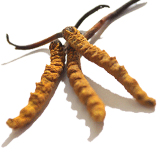 El Cordyceps sinensis, un excelente tónico energético
