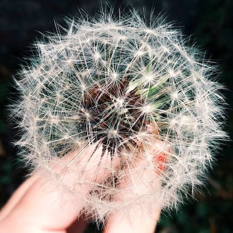 Antihistamínicos naturales contra la alergia